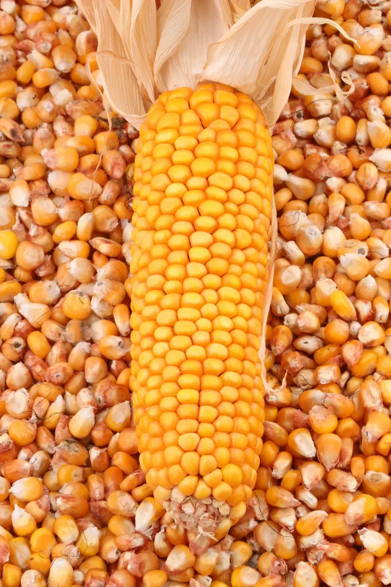 Yellow corn cob on a bed of dried maize kernels