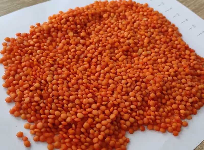 Sample of red football lentils spread on a measuring sheet