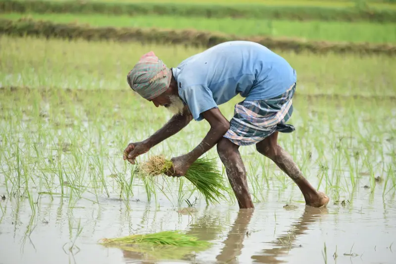 Farmer transplanting rice seedlings in a flooded paddy