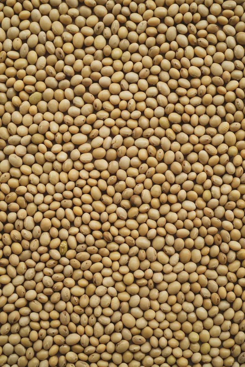 Close-up of dried soybeans