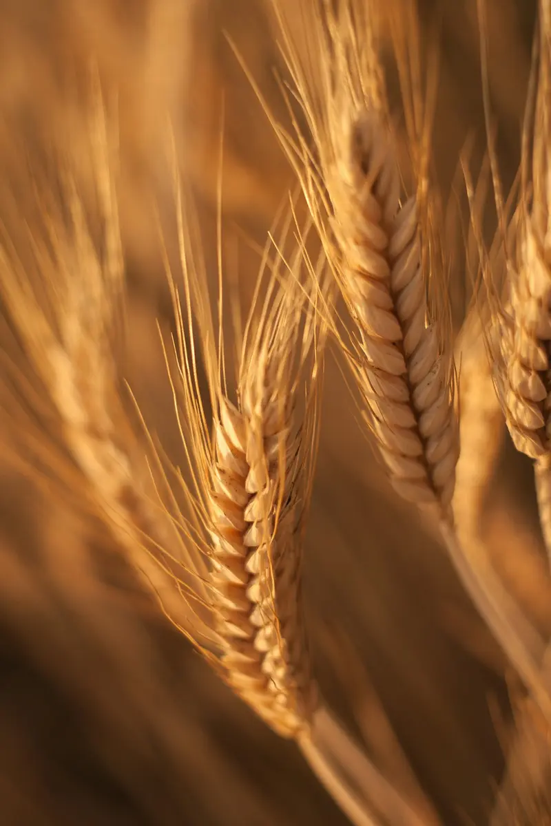 Ripe wheat ears in warm light