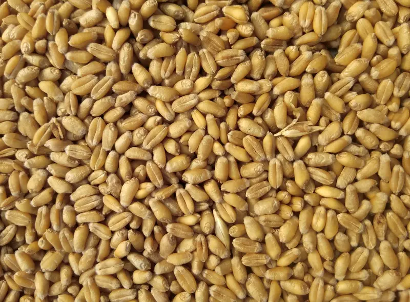 Close-up of golden wheat kernels